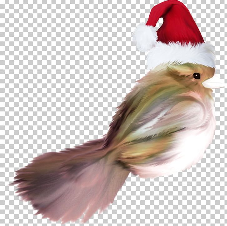 Feather Christmas Ornament Beak Tail PNG, Clipart, Animals, Ave, Beak, Bird, Chicken Free PNG Download