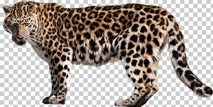 Felidae Cheetah Portable Network Graphics Jaguar PNG, Clipart, African Leopard, Amur, Amur Leopard, Animal Figure, Animals Free PNG Download