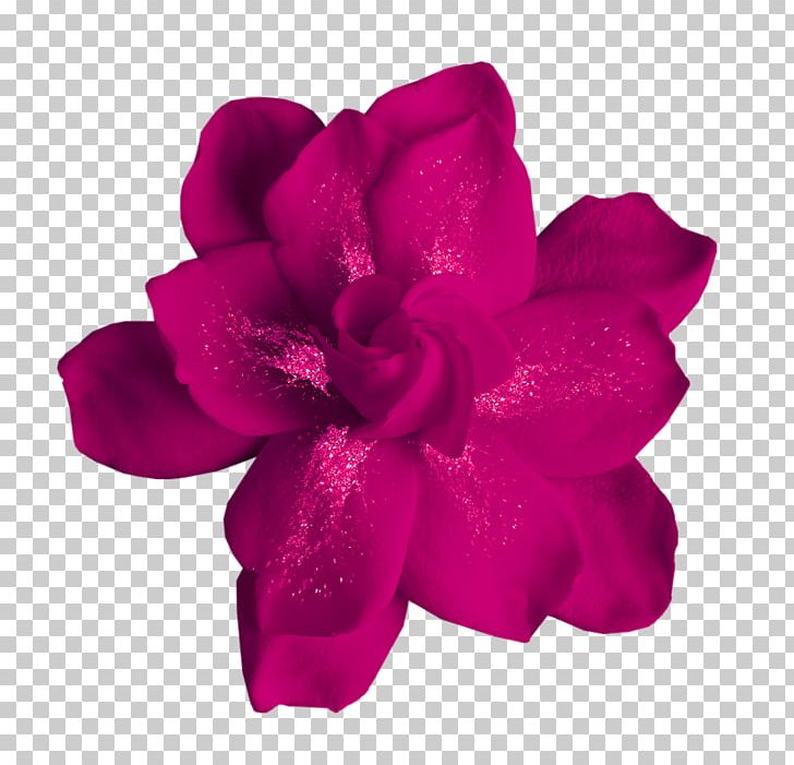 Flower Moutan Peony PNG, Clipart, Art, Azalea, Blog, Cut Flowers, Data Free PNG Download