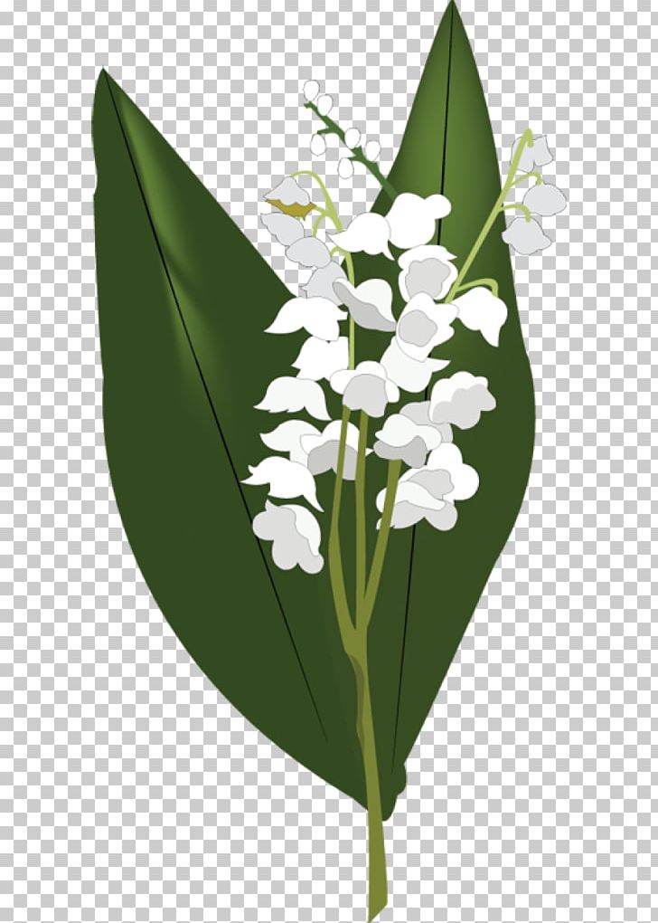 Lily Of The Valley Flower PNG, Clipart, Arumlily, Easter Lily, Flora, Floral Design, Floristry Free PNG Download