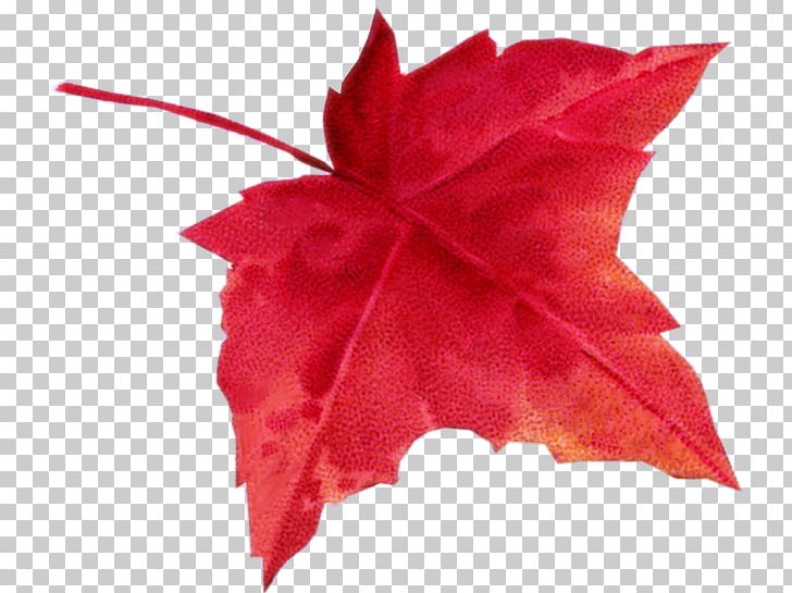 Maple Leaf Autumn Leaf Color PNG, Clipart, Autumn, Autumn Leaf Color, Deciduous, Encapsulated Postscript, Flower Free PNG Download