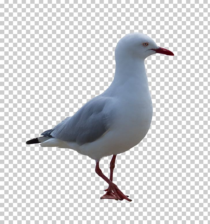 Bird Ivory Gulls PNG, Clipart, Animals, Auk, Beak, Bird, Charadriiformes Free PNG Download