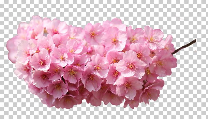 Desktop High-definition Television Rose Flower PNG, Clipart, 1080p, Blossom, Cherry Blossom, Cut Flowers, Desktop Wallpaper Free PNG Download