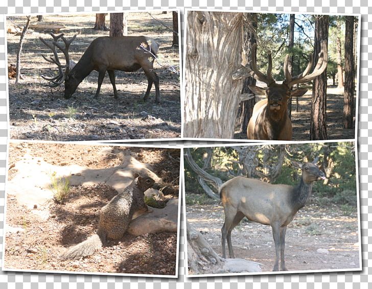 Elk Reindeer Wildlife Terrestrial Animal PNG, Clipart, Animal, Antler, Cartoon, Deer, Elk Free PNG Download