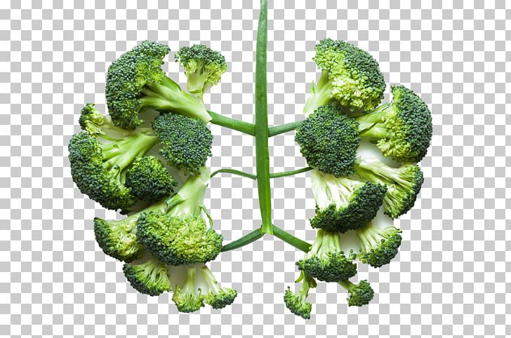 Lung Health Vegetable Broccoli Disease PNG, Clipart, Antioxidant, Cauliflower, Chronic Condition, Eating, Emphysema Free PNG Download