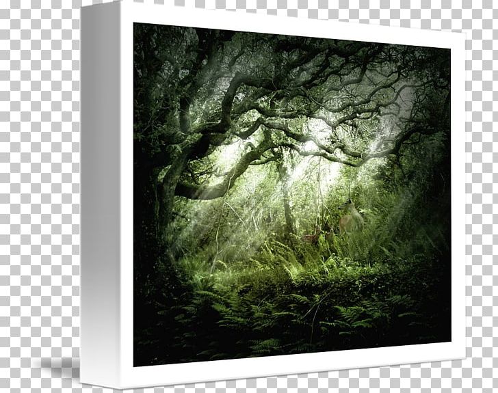 Tree Landscape Desktop Biome Stock Photography PNG, Clipart, Biome, Computer, Computer Wallpaper, Dark Wood, Desktop Wallpaper Free PNG Download