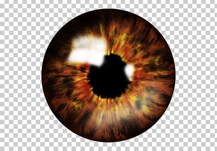 Eye Color Human Eye Iris PNG, Clipart, Blue, Brown, Circle, Closeup, Color Free PNG Download