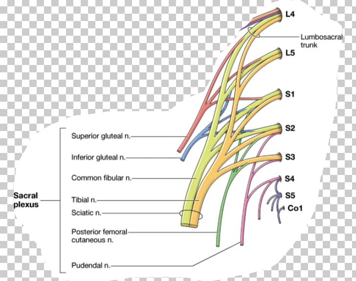 Gray's Anatomy Subcostal Nerve Human Anatomy PNG, Clipart,  Free PNG Download