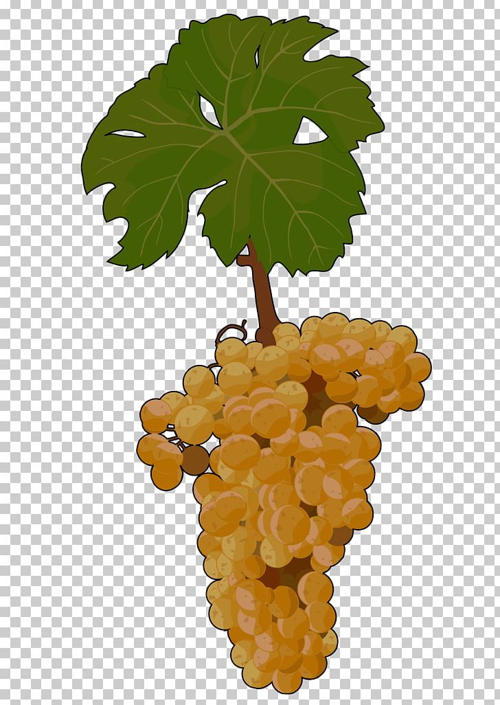 Sultana Common Grape Vine Malvasia Seedless Fruit PNG, Clipart, Canary Islands, Common Grape Vine, Flowering Plant, Food, Fruit Free PNG Download