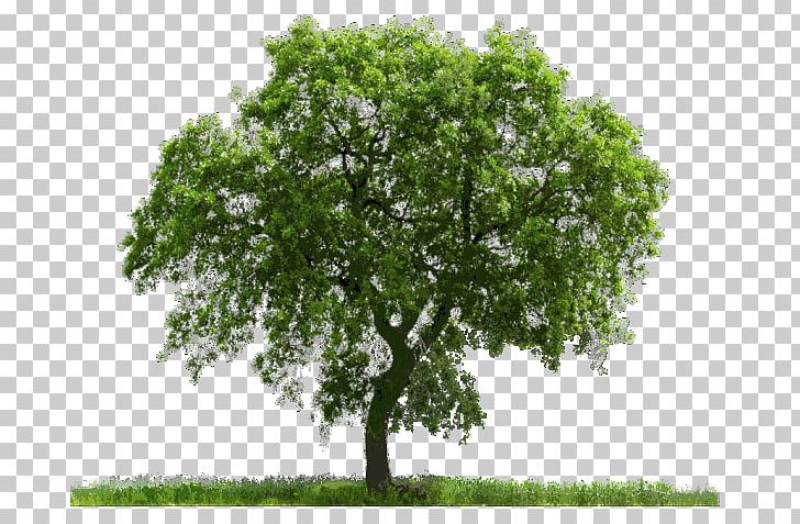Tree PNG, Clipart, Branch, Computer Icons, Download, Editing, Encapsulated Postscript Free PNG Download