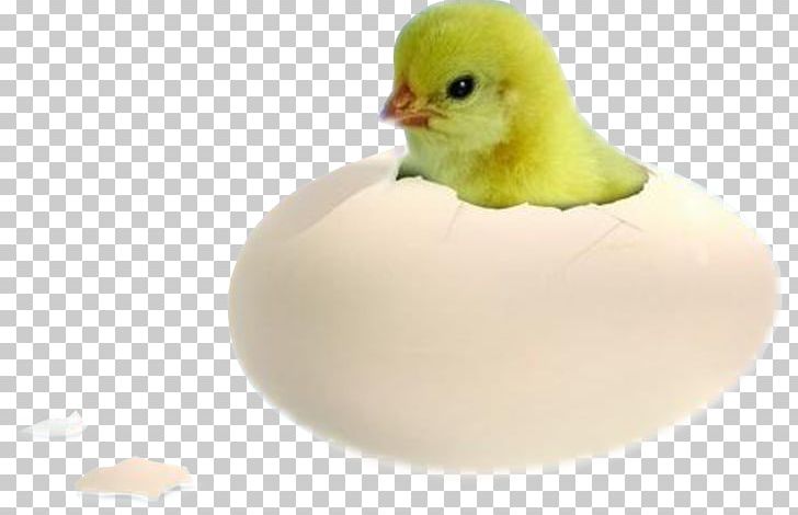 Chicken Duck Bird Egg Incubation PNG, Clipart, Animal, Animals, Beak, Bird, Bird Egg Free PNG Download