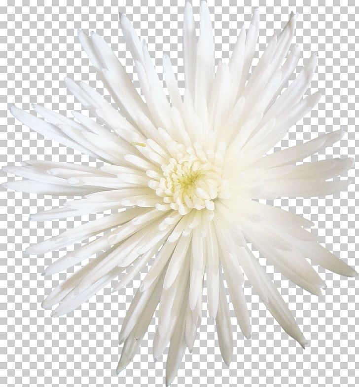 Chrysanthemum Transvaal Daisy Aster Dahlia Cut Flowers PNG, Clipart, Aster, Black And White, Chrysanthemum, Chrysanths, Cut Flowers Free PNG Download