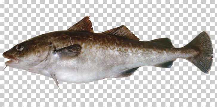 Pacific Cod Chum Salmon Alaska Pollock Coho Salmon PNG, Clipart, Alaska Pollock, Animals, Atlantic Cod, Barramundi, Chum Salmon Free PNG Download
