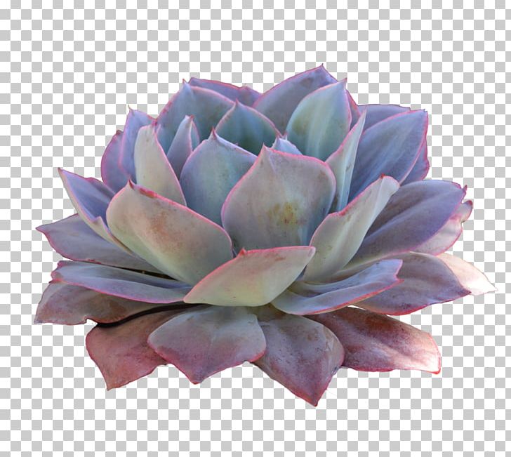 Succulent Plant Cactaceae Desert PNG, Clipart, Art, Cactaceae, Color, Cut Flowers, Desert Free PNG Download