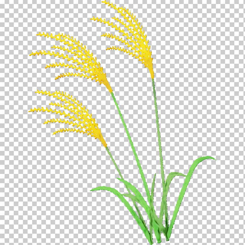 Plant Grass Grass Family Flower Leaf PNG, Clipart, Aquarium Decor, Flower, Grass, Grass Family, Leaf Free PNG Download