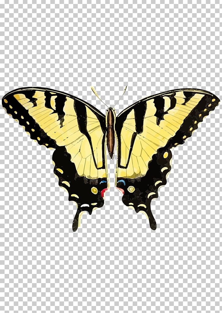 Swallowtail Butterfly Insect Eastern Tiger Swallowtail Black Swallowtail PNG, Clipart, Arthropod, Brush Footed Butterfly, Butterflies And Moths, Butterfly, Caterpillar Free PNG Download
