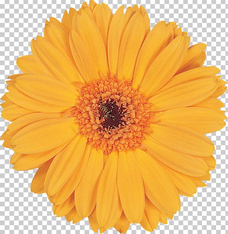 Transvaal Daisy Tissue Paper Cut Flowers Floristry PNG, Clipart, Cut Flowers, Daisy, Floristry, Others, Paper Cut Free PNG Download