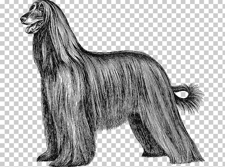 Afghan Hound Scottish Deerhound Taigan Ancient Dog Breeds PNG, Clipart, Afghan Hound, Ancient Dog Breeds, Black And White, Breed, Breed Group Dog Free PNG Download