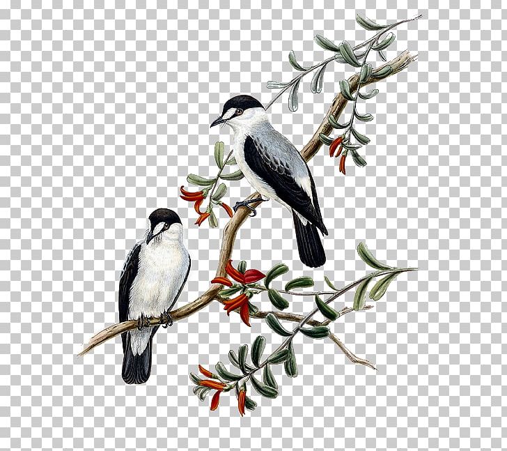 Bird Torrent Flyrobin Illustration Golden-bellied White-eye Scarlet-backed Flowerpecker PNG, Clipart, Beak, Bird, Birdofparadise, Branch, Drawing Free PNG Download