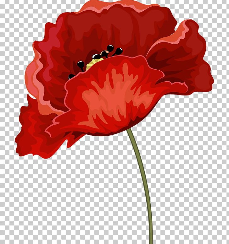 Common Poppy Red Rhododendron Flower PNG, Clipart, Carnation, Cicek, Cicek Resimleri, Common Poppy, Coquelicot Free PNG Download