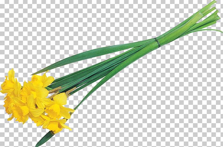 Cut Flowers Plant Stem Vegetable PNG, Clipart, Cut Flowers, Family, Flower, Flowering Plant, Grass Free PNG Download