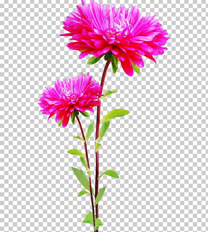 Flower Information Digital PNG, Clipart, Annual Plant, Aster, Chrysanths, Computer Icons, Cut Flowers Free PNG Download
