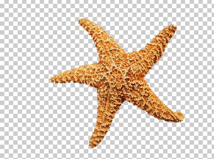 Starfish Portable Network Graphics Invertebrate PNG, Clipart, Animals, Dermatology, Desktop Wallpaper, Drawing, Echinoderm Free PNG Download