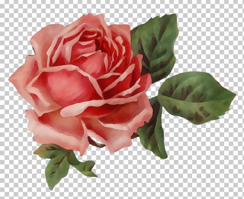 Garden Roses PNG, Clipart, Cabbage Rose, Cut Flowers, Facial, Floral Design, Floribunda Free PNG Download