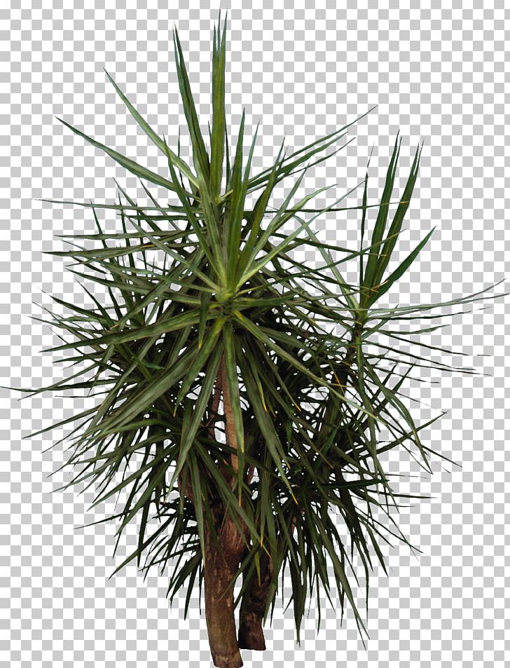 Arecaceae Tree Coconut PNG, Clipart, Arecaceae, Arecales, Borassus Flabellifer, Bract, Coconut Free PNG Download