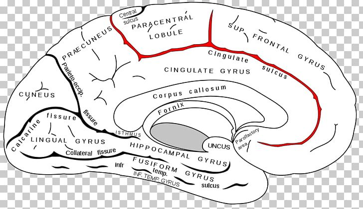 Cingulate Sulcus Cingulate Gyrus Subparietal Sulcus PNG, Clipart, Anatomy, Angle, Area, Bone, Brain Free PNG Download