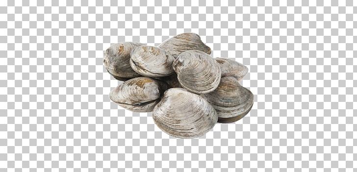 Cockle Clam Oyster Seafood Scallop PNG, Clipart, Animal Source Foods, Clam, Clams Oysters Mussels And Scallops, Cockle, Crab Free PNG Download