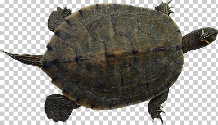 Common Snapping Turtle Sea Turtle Pet PNG, Clipart, Animal, Box Turtle, Box Turtles, Chelydridae, Common Snapping Turtle Free PNG Download