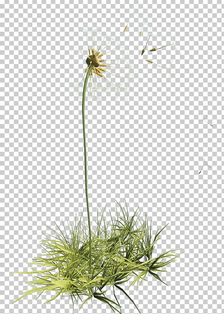 Dandelion Desktop PNG, Clipart, Apple, Clip Art, Dandelion, Desktop Wallpaper, Flora Free PNG Download