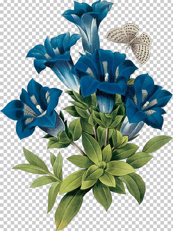 Gentian Botanical Illustration Blue Flower PNG, Clipart, Blue, Botanical Illustration, Botany, Cut Flowers, Floral Design Free PNG Download