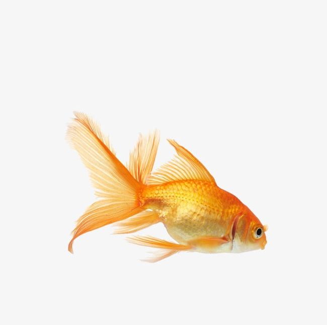 Goldfish PNG, Clipart, Aquatic, Aquatic Product, Fish, Goldfish, Goldfish Clipart Free PNG Download