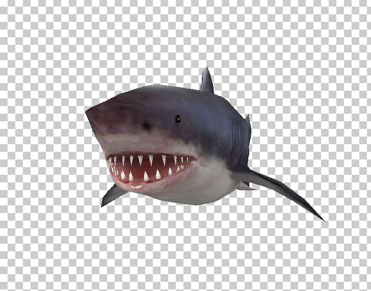 Tiger Shark Requiem Shark PNG, Clipart, Adobe Illustrator, Animal, Animals, Big Ben, Big Sale Free PNG Download