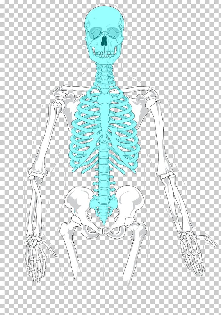 Axial Skeleton Human Skeleton Appendicular Skeleton Bone PNG, Clipart, Abdomen, Anatomy, Arm, Art, Costume Design Free PNG Download
