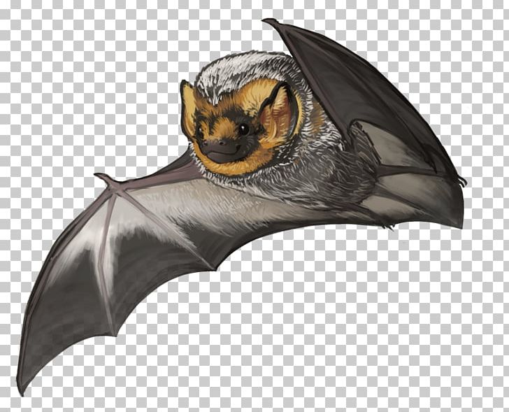 Kitti's Hog-nosed Bat Hoary Bat Large Flying Fox Vampire Bat PNG, Clipart,  Free PNG Download