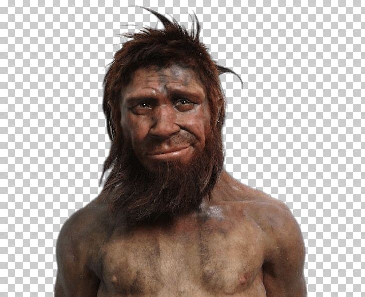 Neanderthal Caveman Human Evolution Homme De Spy PNG, Clipart, Animal, Beard, Caveman, Depict, Face Free PNG Download