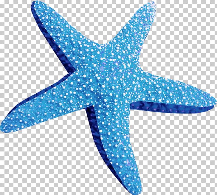 Starfish Computer Icons PNG, Clipart, Aqua, Brittle Star, Clip Art, Computer Icons, Conch Free PNG Download