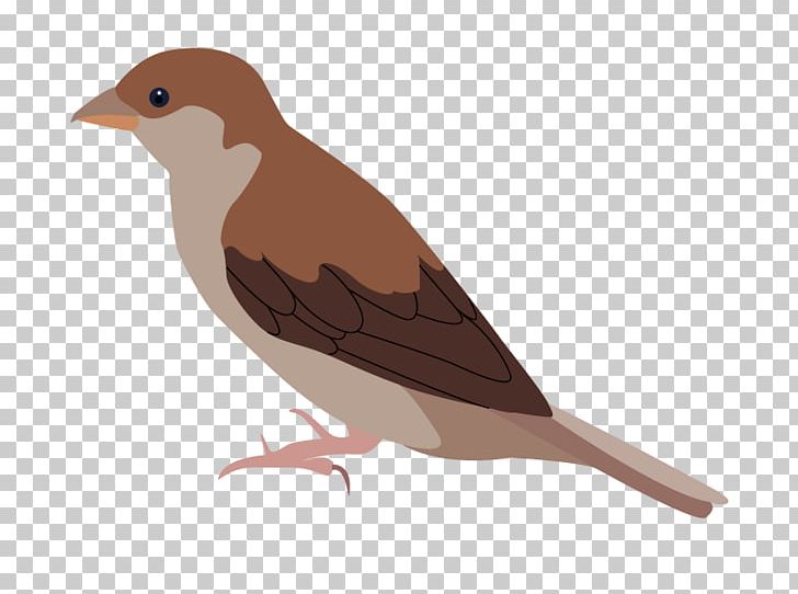 House Sparrow Bird American Sparrows Parrot PNG, Clipart, American Sparrows, Animals, Beak, Bird, Blueandyellow Macaw Free PNG Download