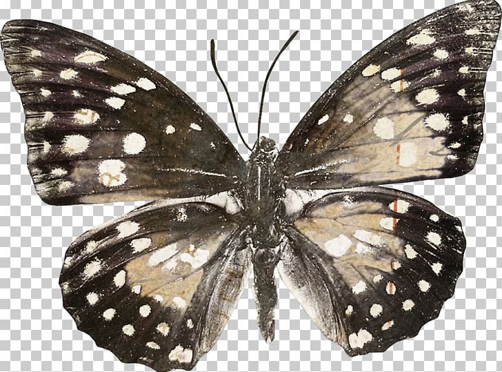 Monarch Butterfly Pieridae Gossamer-winged Butterflies Moth PNG, Clipart, Arthropod, Brush Footed Butterfly, Butterflies And Moths, Butterfly, Field Guide Free PNG Download