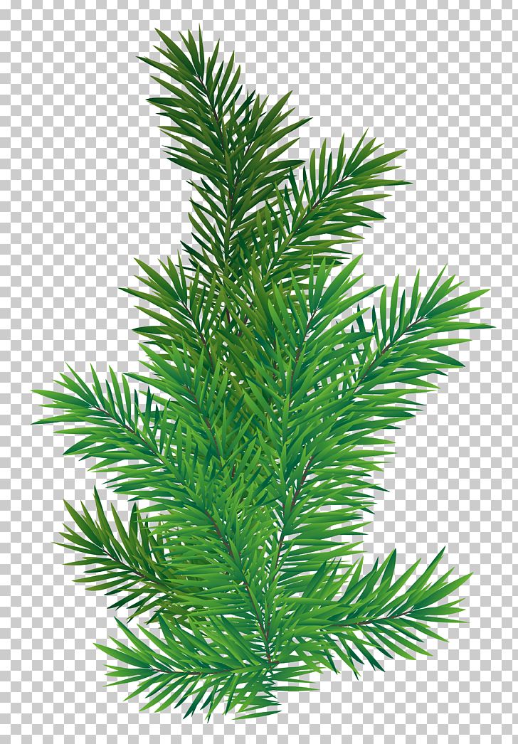 Tree Branch Scots Pine PNG, Clipart, Branch, Christmas, Christmas Clipart, Christmas Tree, Clipart Free PNG Download