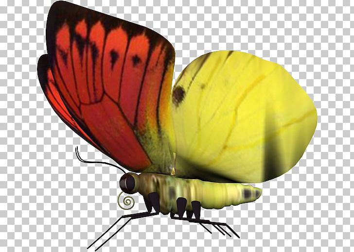 Butterfly PNG, Clipart, Ado, Adobe Fireworks, Arthropod, Butterfly, Computer Software Free PNG Download