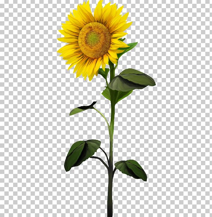 Common Sunflower PNG, Clipart, Common Sunflower, Creative, Daisy Family, Download, Encapsulated Postscript Free PNG Download