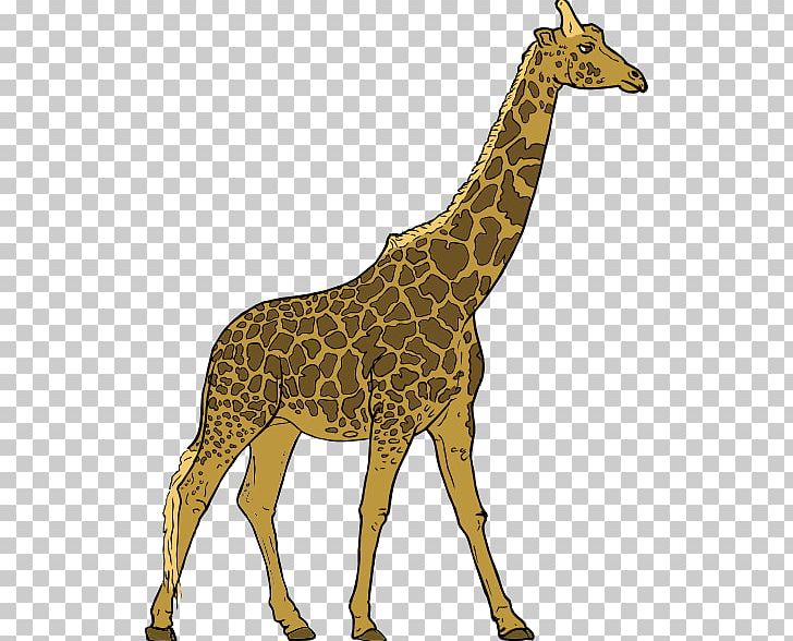 Giraffe Herbivore Animal PNG, Clipart, Animal, Carnivore, Drawing, Eating, Elephant Free PNG Download