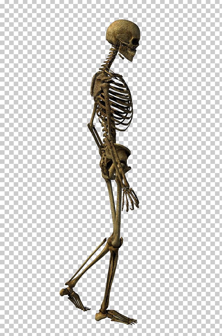 Human Skeleton Bone PNG, Clipart, Bone, Clip Art, Data, Download, Exo Skeleton Free PNG Download