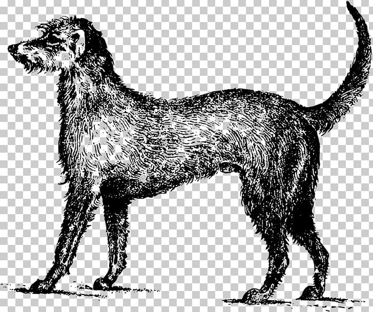Irish Wolfhound Puppy Irish Setter Gordon Setter PNG, Clipart, Animal, Animals, Black And White, Canine, Carnivoran Free PNG Download