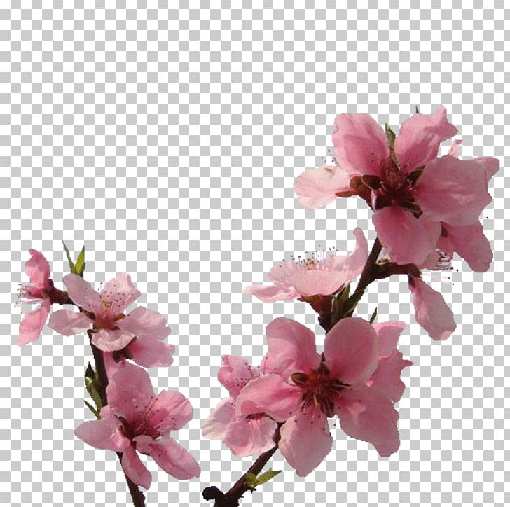 Transparency And Translucency Preview PNG, Clipart, Blog, Blossom, Branch, Cherry Blossom, Color Free PNG Download