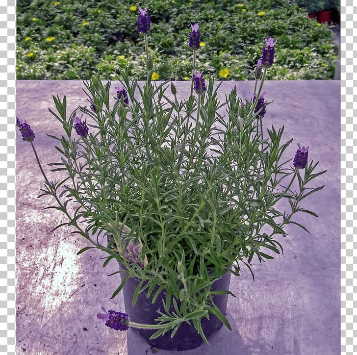 English Lavender French Lavender Subshrub Groundcover PNG, Clipart, English Lavender, Flower, Flowering Plant, French Lavender, Groundcover Free PNG Download